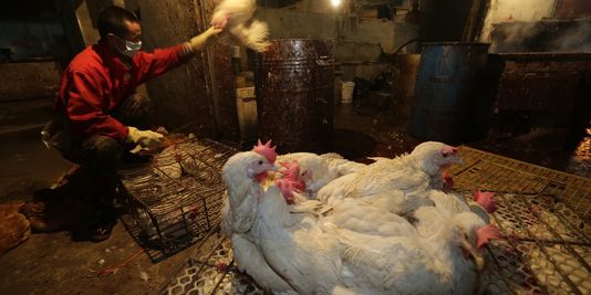 Trung Quốc 104 ca nhiễm virus H7N9, 21 trường hợp tử vong